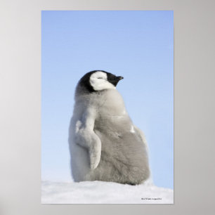 Baby keizer Penguin, Snow Hill Island Poster