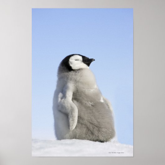 Baby keizer Penguin, Snow Hill Island Poster (Voorkant)