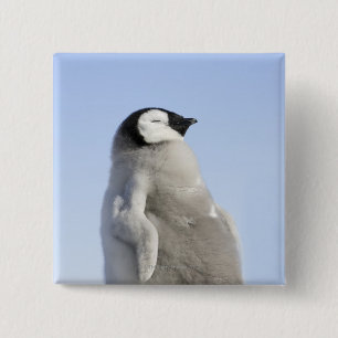 Baby keizer Penguin, Snow Hill Island Vierkante Button 5,1 Cm