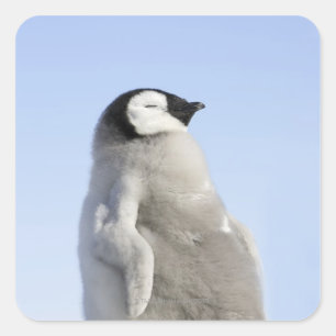 Baby keizer Penguin, Snow Hill Island Vierkante Sticker