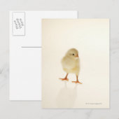 Baby kip briefkaart (Voorkant / Achterkant)