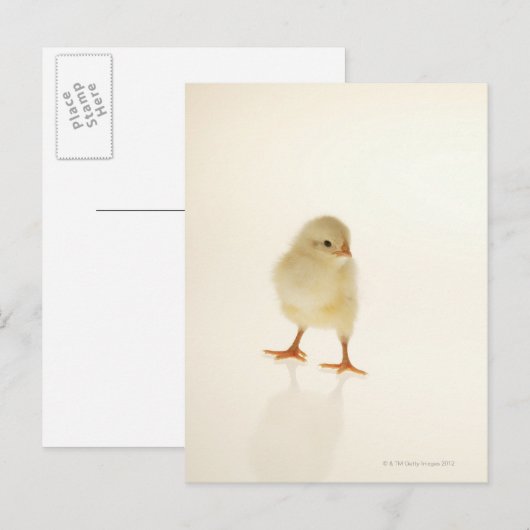 Baby kip briefkaart (Voorkant / Achterkant)