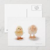 Baby kip en mechanische nepkip briefkaart (Voorkant / Achterkant)