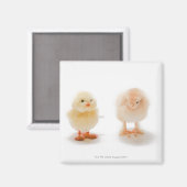 Baby kip en mechanische nepkip magneet (Voorkant / Achterkant)