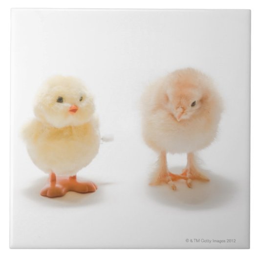 Baby kip en mechanische nepkip tegeltje (Voorkant)