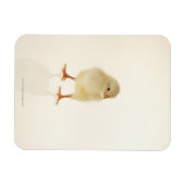 Baby kip magneet (Horizontaal)