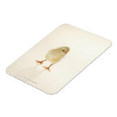 Baby kip magneet (Linkerzijde)