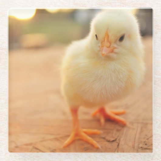 Baby Kippen Glazen Onderzetter (Voorkant)