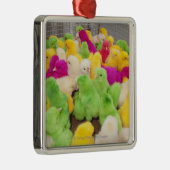 Baby kippen in een pen op een door kleurstof gekle metalen ornament (Rechts)