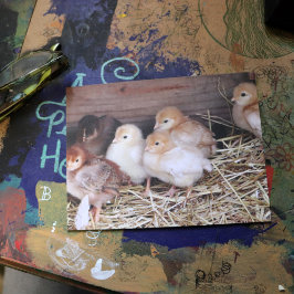 Baby Kippen Kekuikens boerderij fotografie Briefkaart