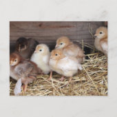 Baby Kippen Kekuikens boerderij fotografie Briefkaart (Voorkant)