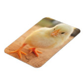 Baby Kippen Magneet (Linkerzijde)