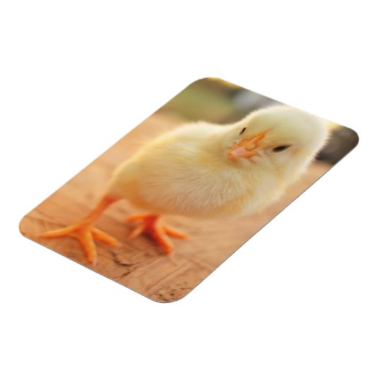 Baby Kippen Magneet (Linkerzijde)