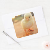 Baby Kippen Vierkante Sticker (Envelop)