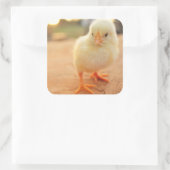 Baby Kippen Vierkante Sticker (Tas)