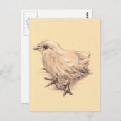 Baby-kippentekening Briefkaart (Voorkant / Achterkant)