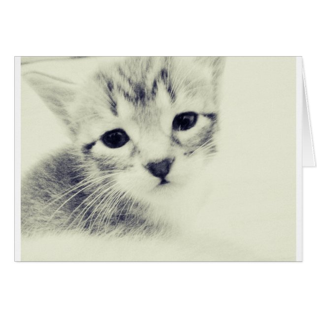 Baby Kittens (Voorkant Horizontaal)