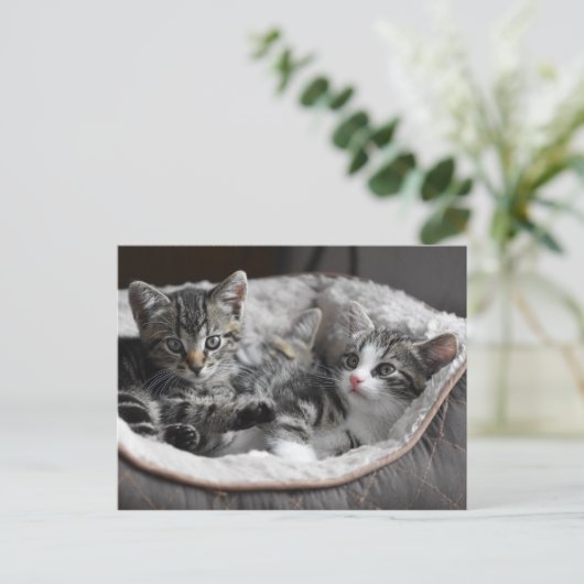 baby kittens briefkaart (Staand voorkant)