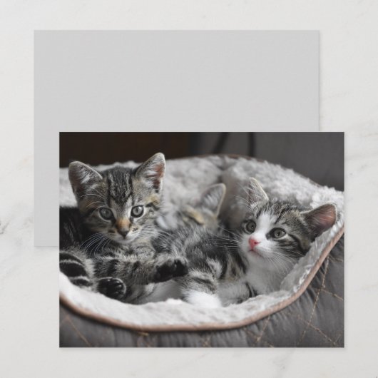 baby kittens briefkaart (Voorkant / Achterkant)
