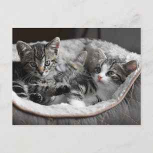 baby kittens briefkaart