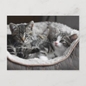 baby kittens briefkaart (Voorkant)