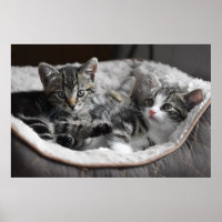 baby kittens poster