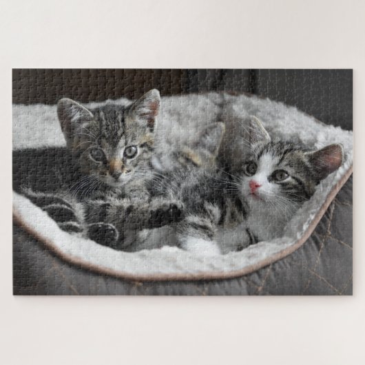 baby kittens puzzel legpuzzel (Horizontaal)
