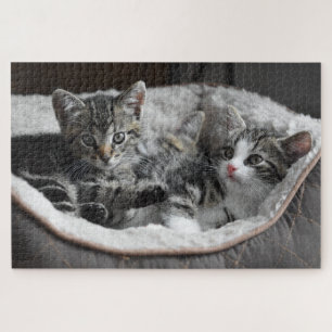 baby kittens puzzel legpuzzel