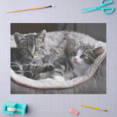 baby kittens tissuepapier (Craft)