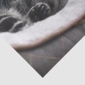 baby kittens tissuepapier (Detail)