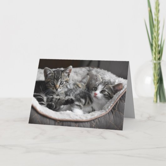 baby kittens wenskaart kaart (Voorkant)