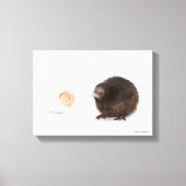 Baby Kiwi Bird Hatched from Egg Canvas Afdruk (Voorkant)