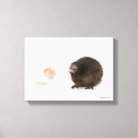 Baby Kiwi Bird Hatched from Egg