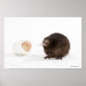 Baby Kiwi Bird Hatched from Egg Poster (Voorkant)