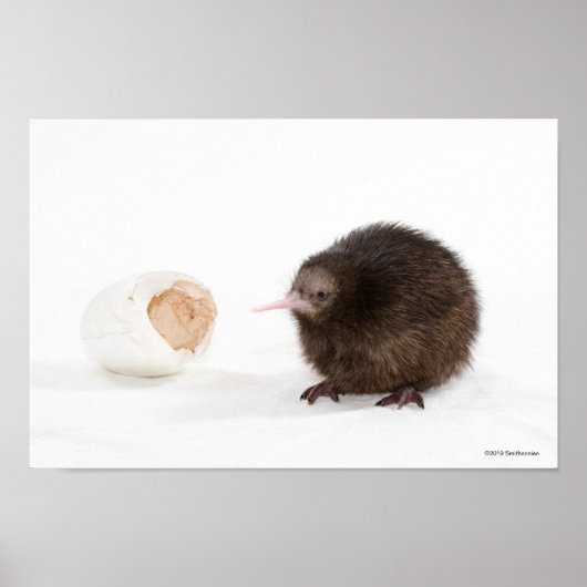 Baby Kiwi Bird Hatched from Egg Poster (Voorkant)