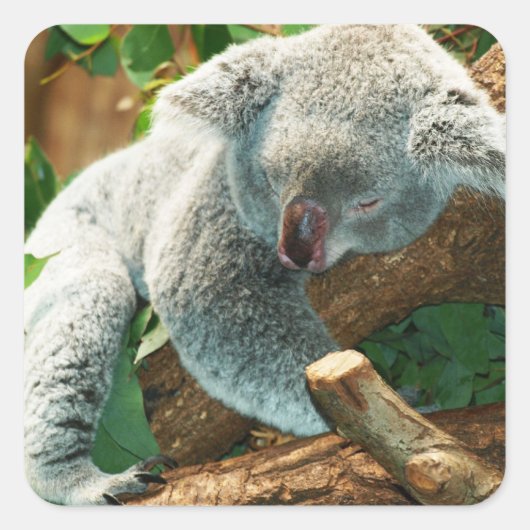 Baby Koala Beer Slapen in een boom Vierkante Sticker (Voorkant)