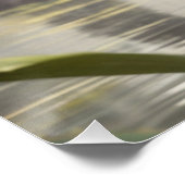 Baby Koala bij een vijver Perfect Poster (Hoek)