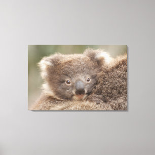 Baby Koala Canvas Afdruk