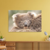 Baby Koala Canvas Afdruk (Insitu (Woonkamer))
