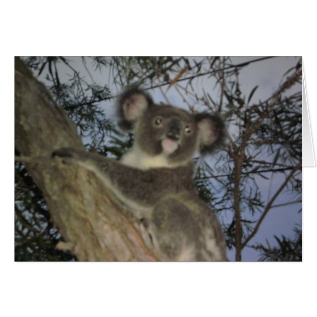 Baby Koala Card (Voorkant Horizontaal)