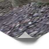 BABY KOALA HUGGIES POSTER (Hoek)