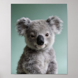 Baby Koala Portret – Mooie Kinderkamer Dieren Muur Poster