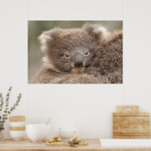 Baby Koala Poster (Keuken)