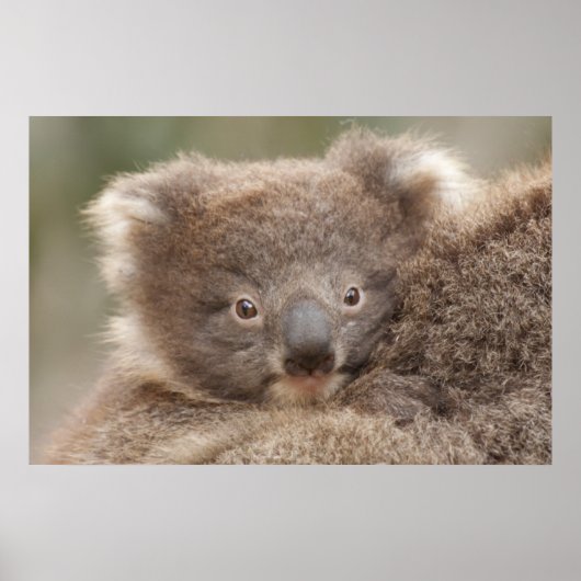 Baby Koala Poster (Voorkant)