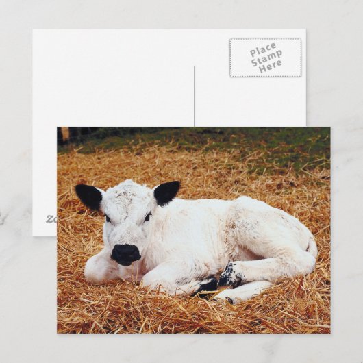 Baby Koe, kalf Briefkaart (Voorkant / Achterkant)