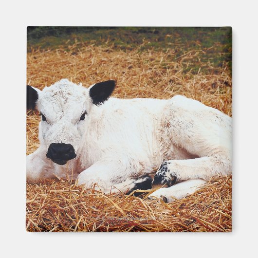 Baby Koe, kalf Magneet (Voorkant)