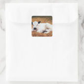 Baby Koe, kalf Vierkante Sticker (Tas)