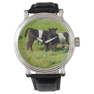 Baby Koeien van de Galloway in country, Horloge