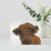 Baby-koeienportret briefkaart (Staand voorkant)