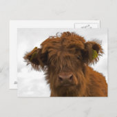 Baby-koeienportret briefkaart (Voorkant / Achterkant)